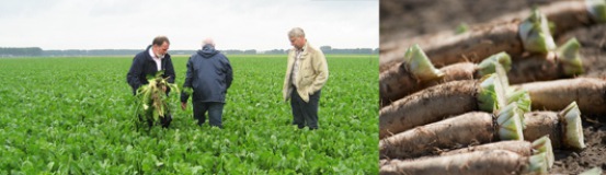 Racines d'endives biologiques
